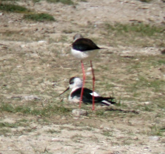 Black-winged Stilts (Himantopus himantopus)