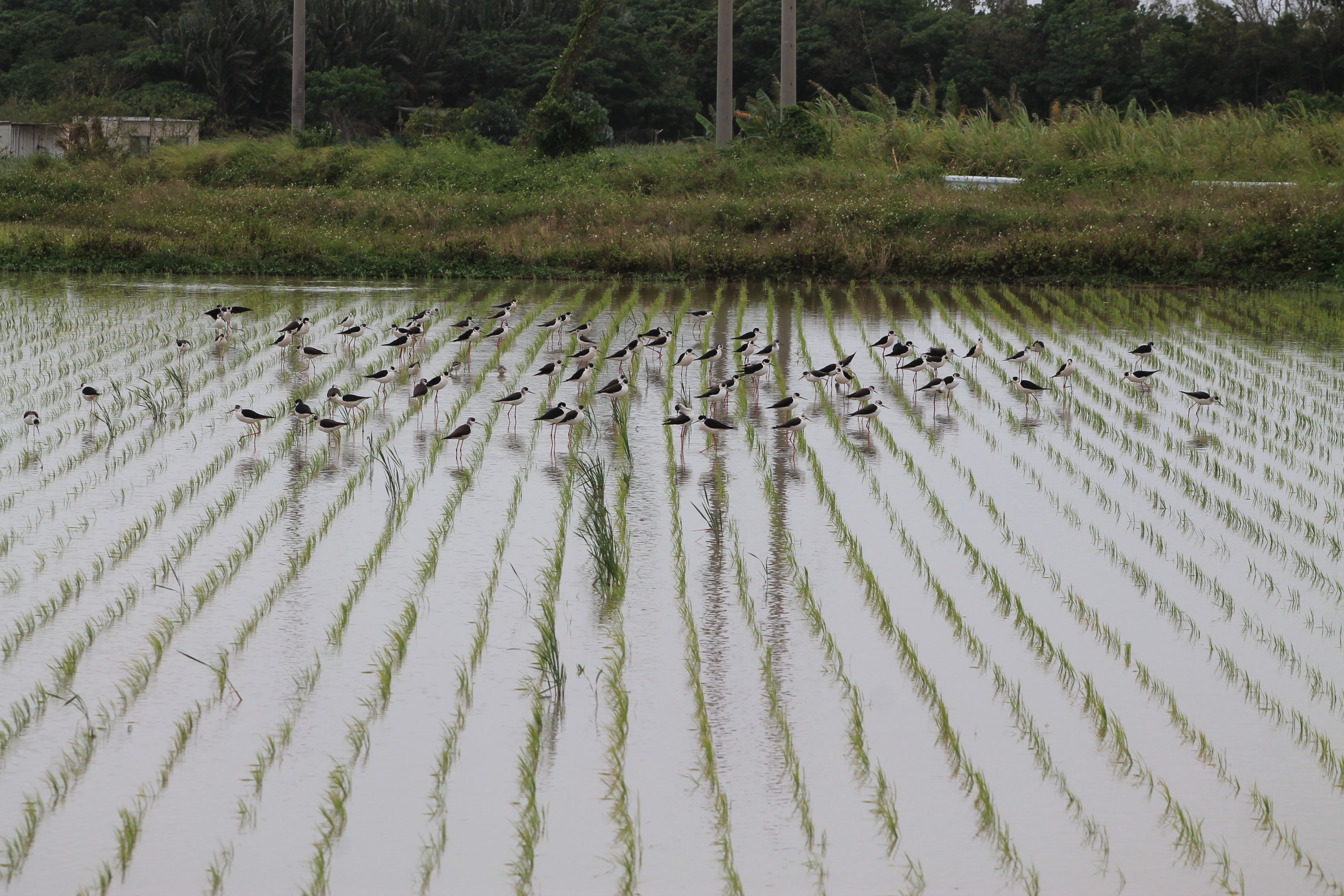 Black-winged Stilts (Himantopus himantopus)