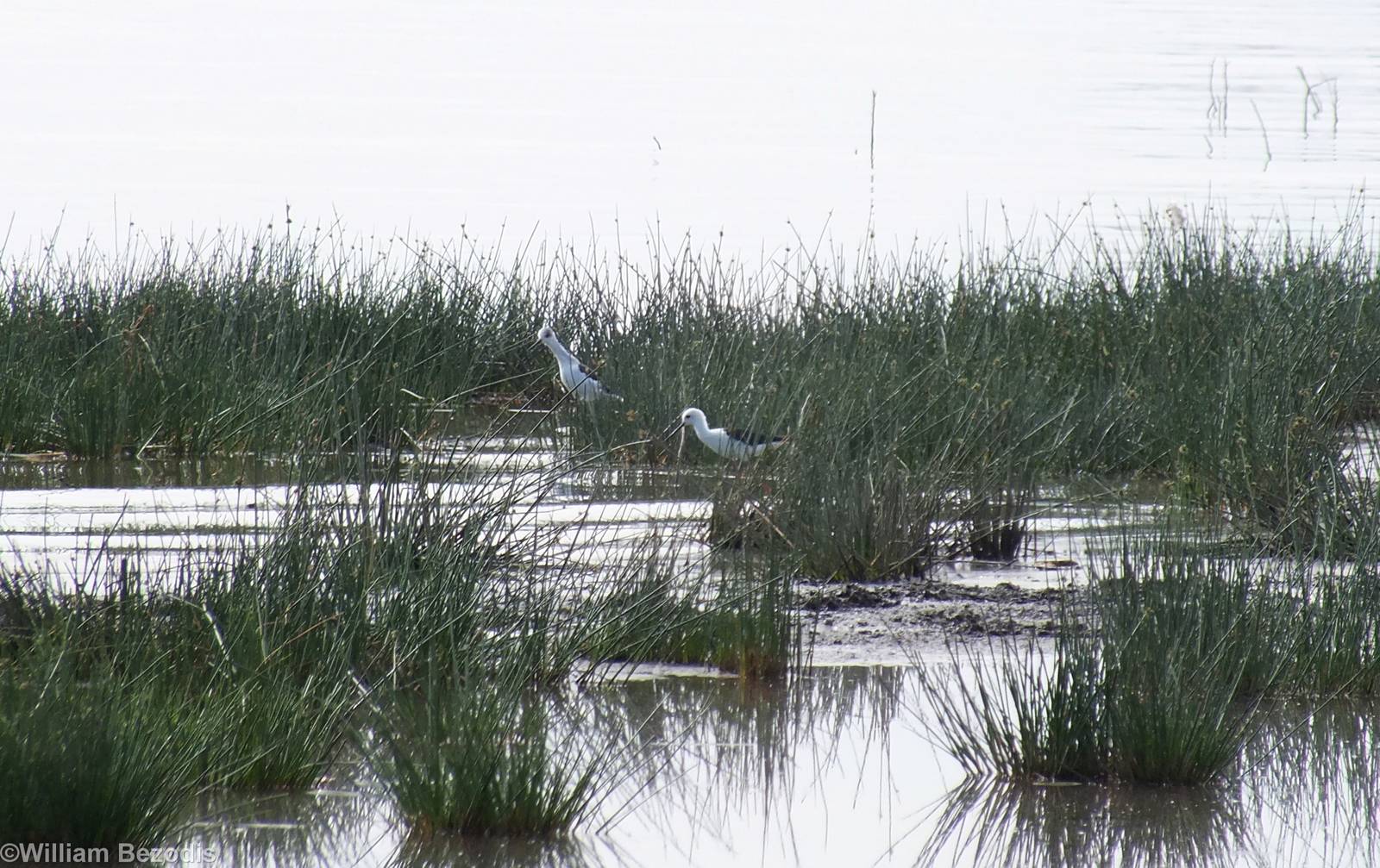 Black-winged Stilts - Lake Nakuru
