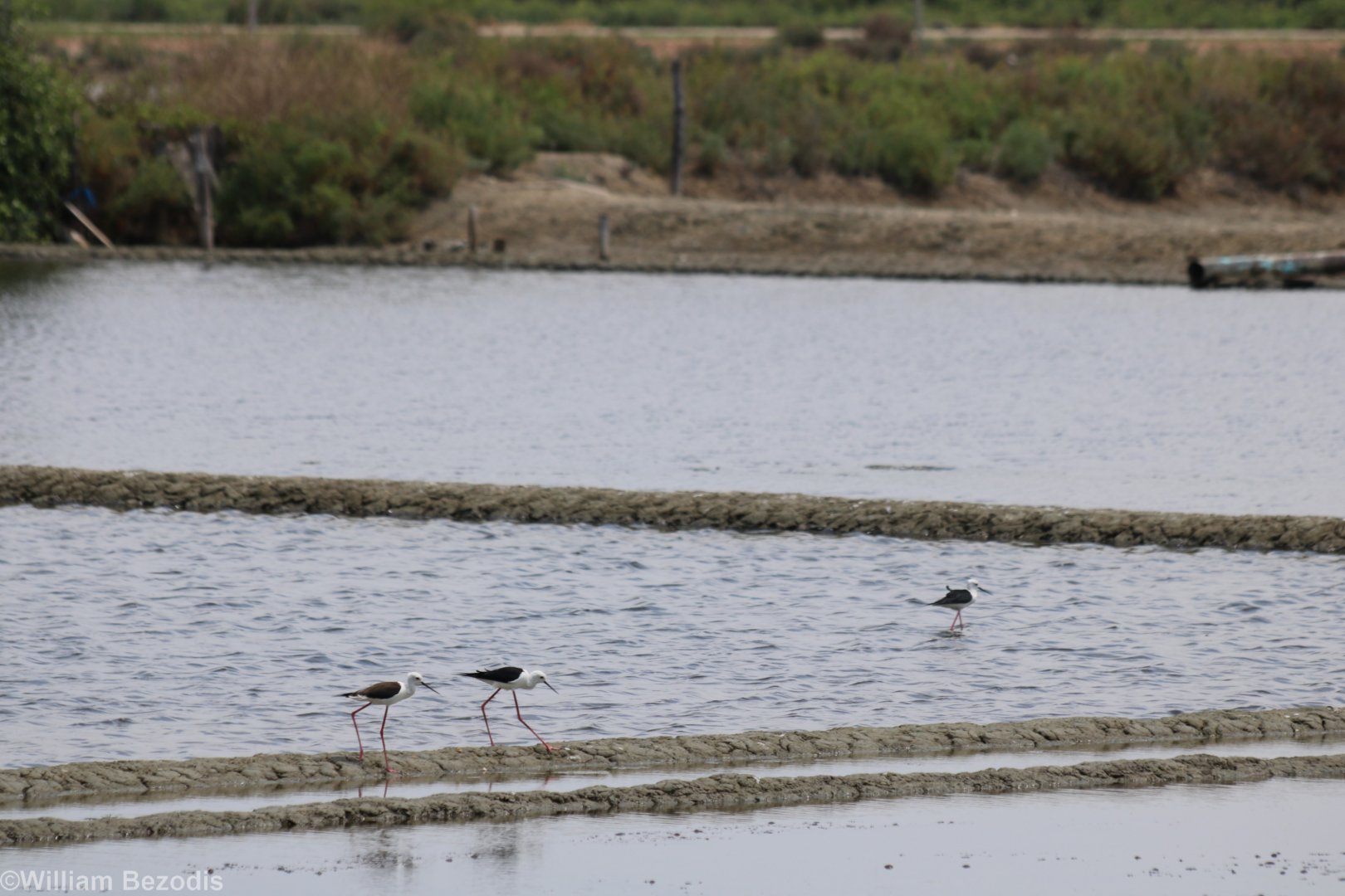 Black-winged Stilts - Pak Thale Shorebird Site