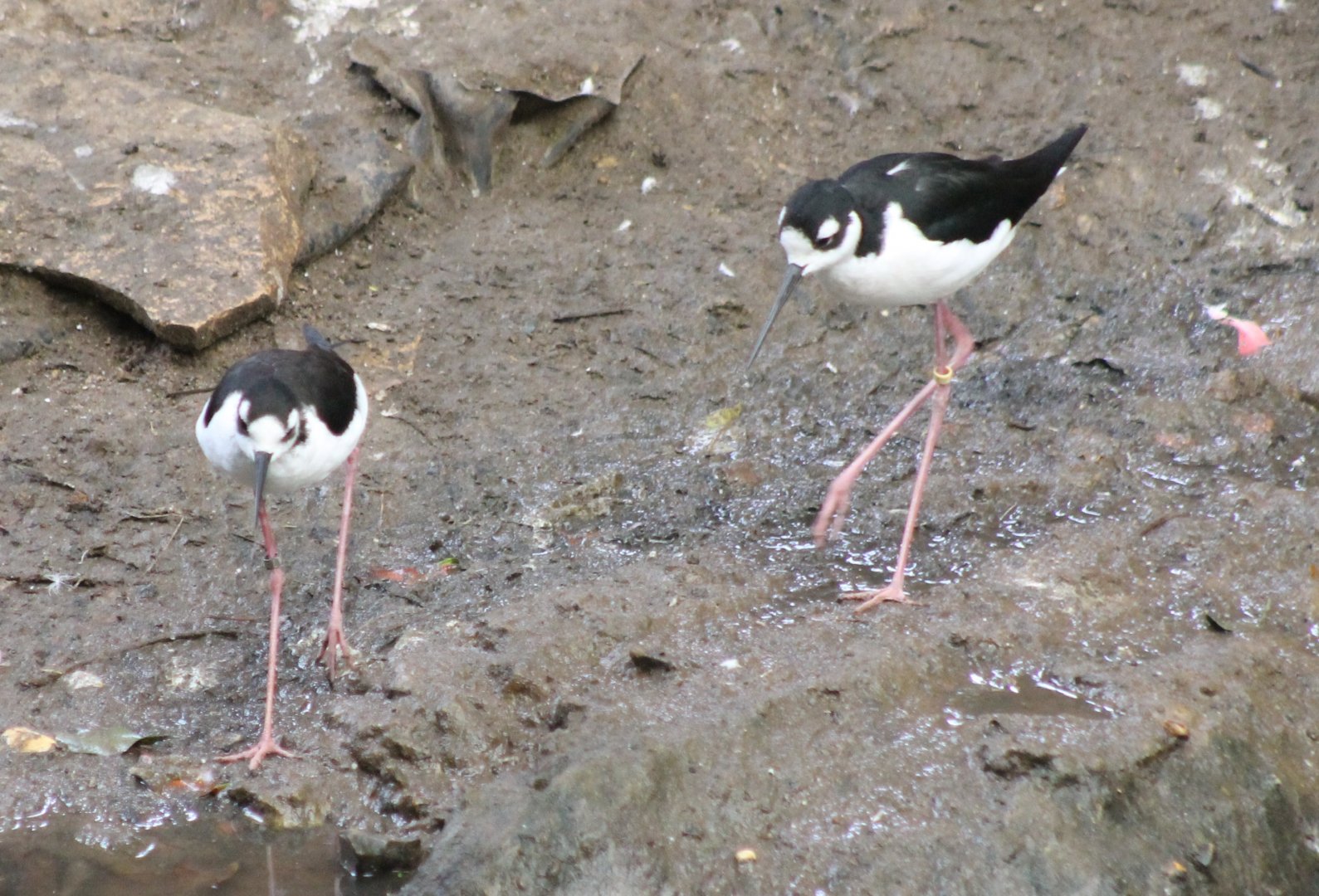 Black-winged stilts