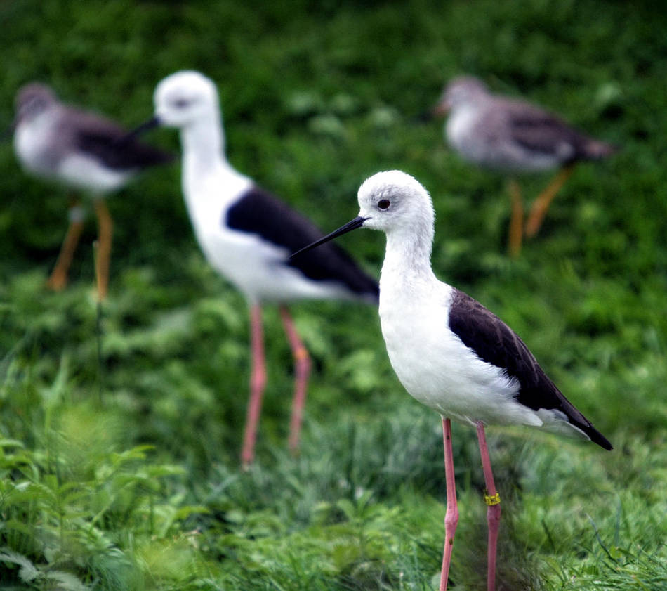 black winged stilts