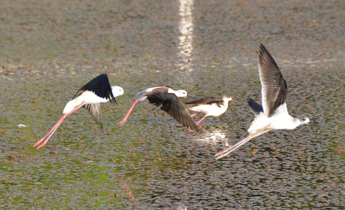 Black-winged stilts