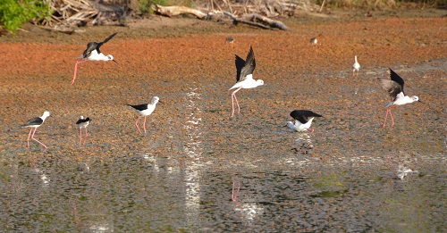 Black-winged stilts