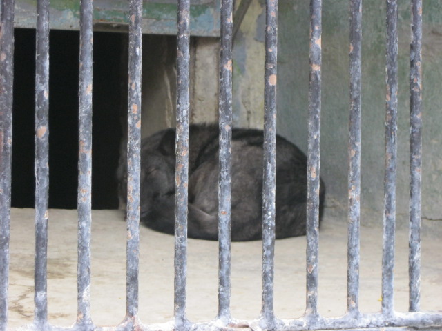 black wolf ( Armenia ) Yerevan zoo