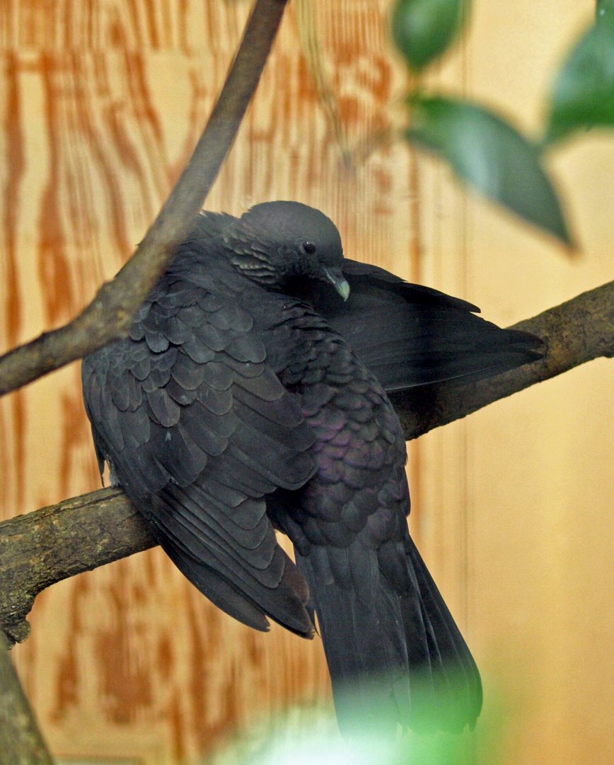 Black wood pigeon (Columba janthina)