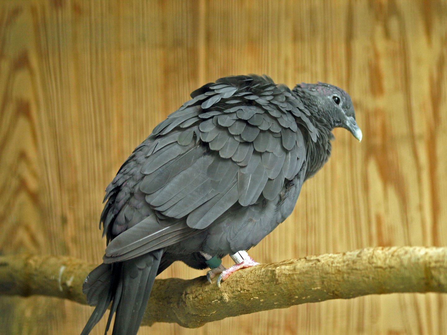 Black wood pigeon
