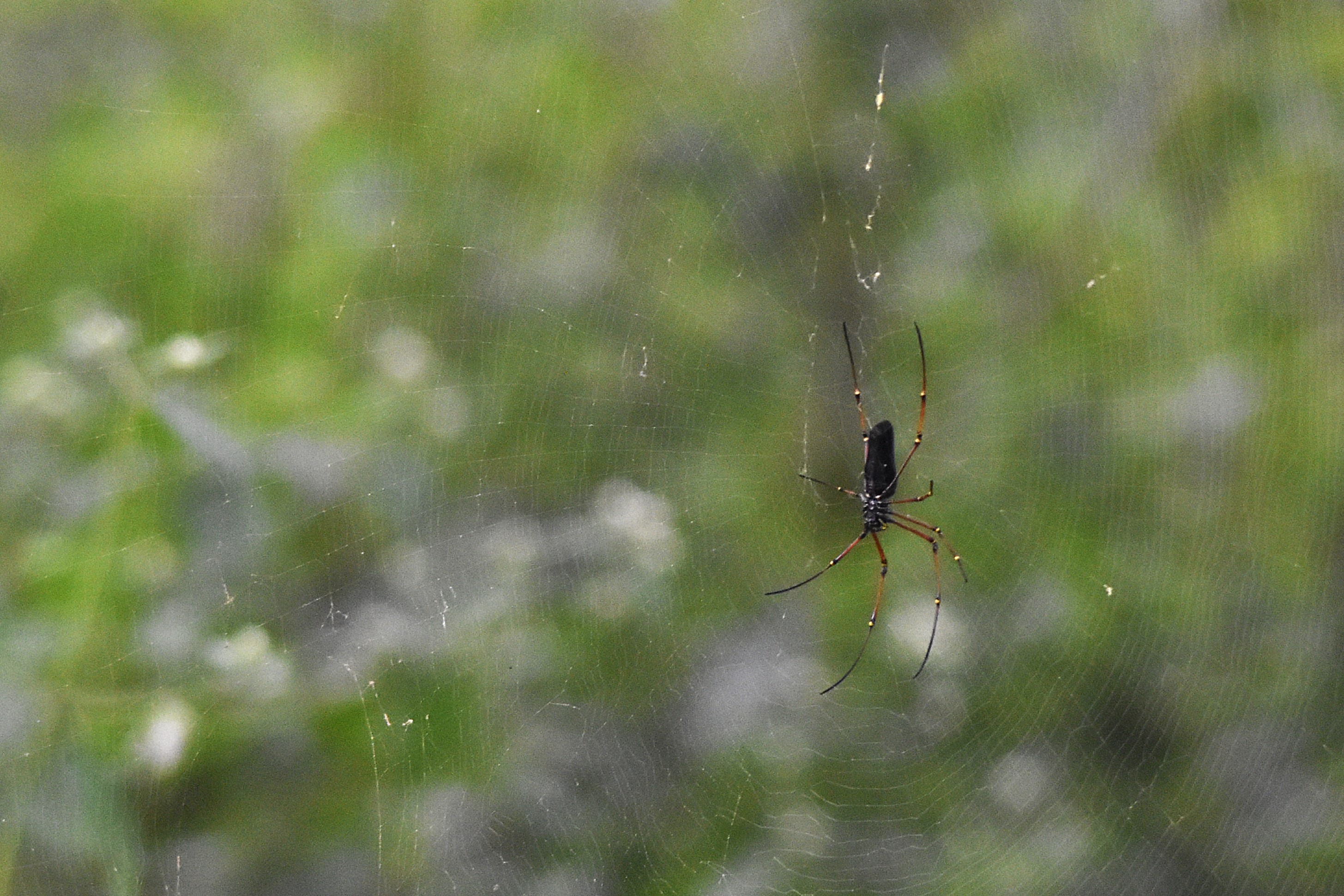 Black Wood Spider, Nagarahole Tiger Reserve, 21st November 2024