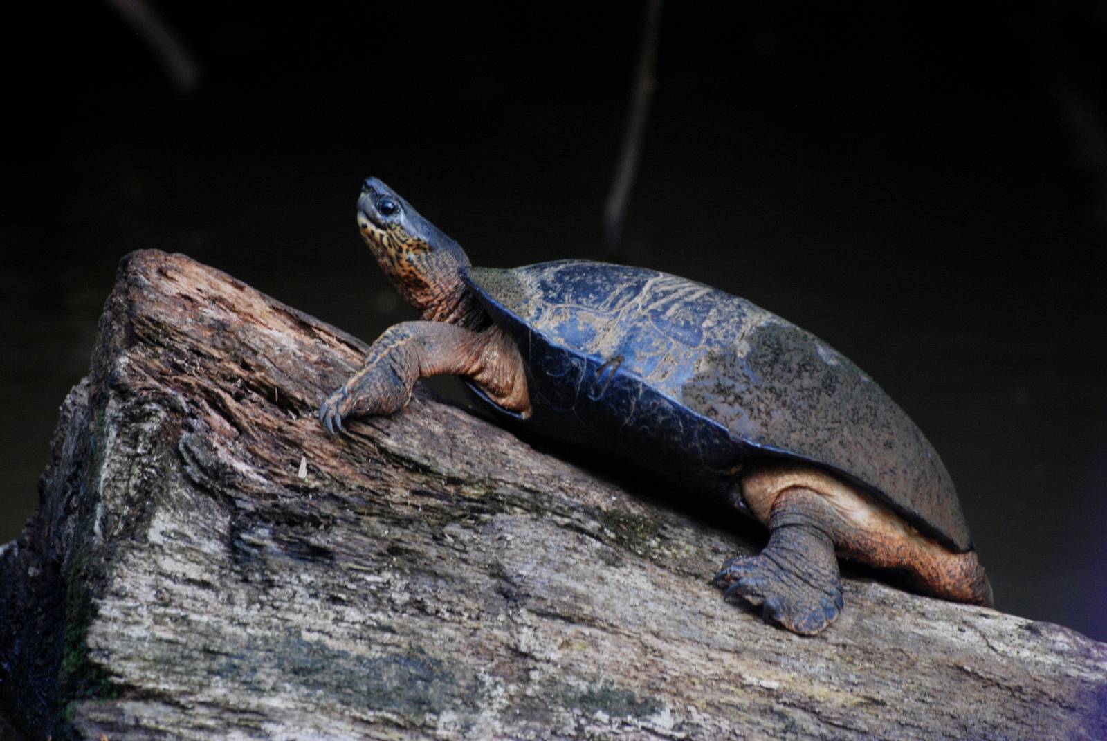 Black Wood Turtle in Tortuguero, 13/04/14