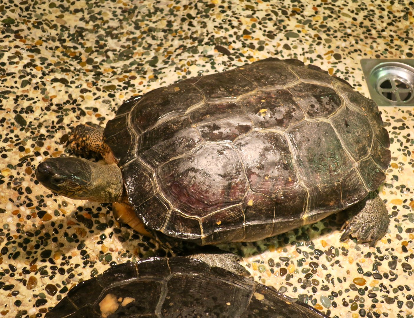 Black Wood Turtle (Rhinoclemmys funerea)