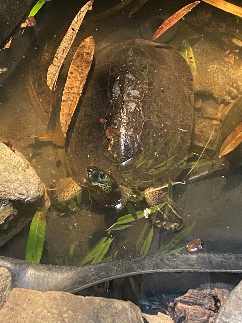Black wood turtle (Rhinoclemmys funerea)