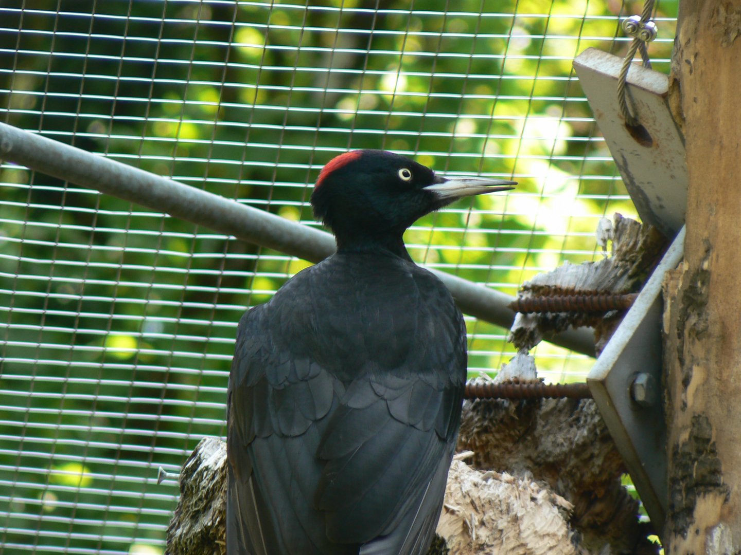 Black Woodpecker - 4 June 2019