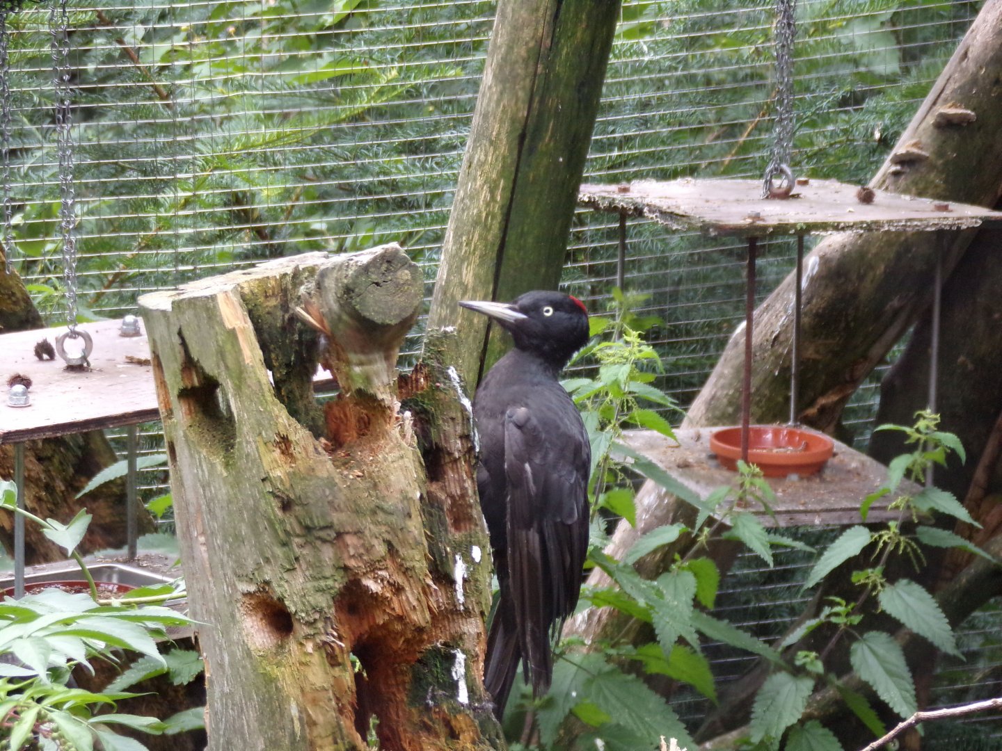 Black woodpecker 9.7.25