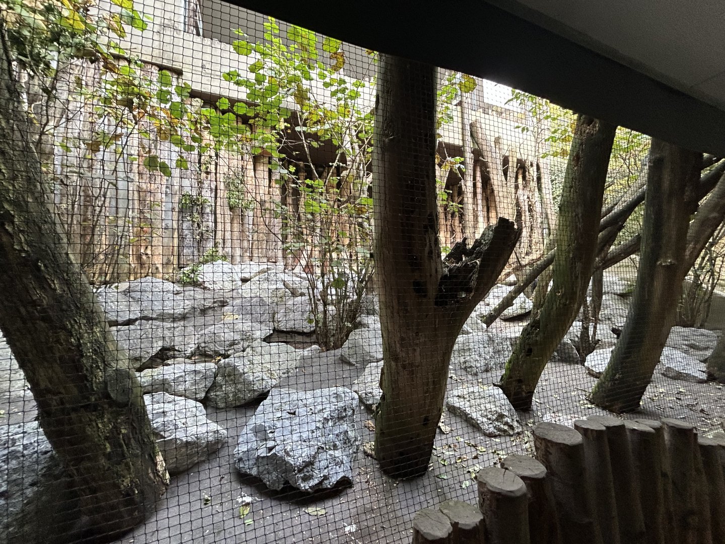 Black Woodpecker Aviary