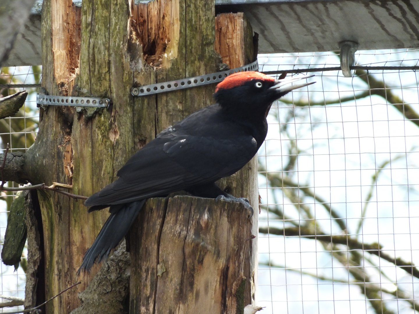 Black Woodpecker (Dryocopus martius) at Alpenzoo Innsbruck - April 11 2015