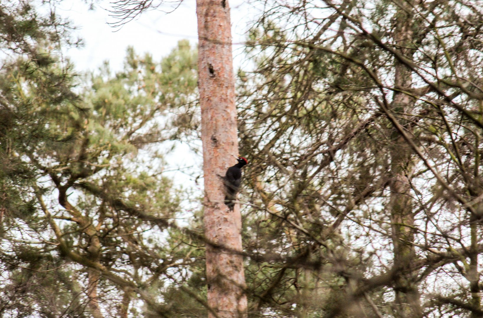 Black woodpecker, Dryocopus martius martius