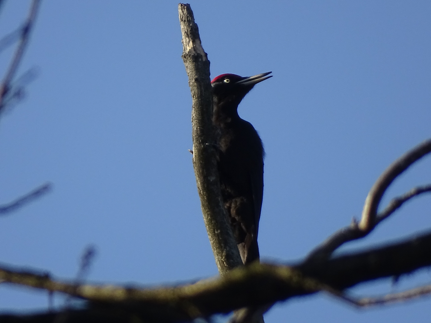 Black woodpecker, Dryocopus martius