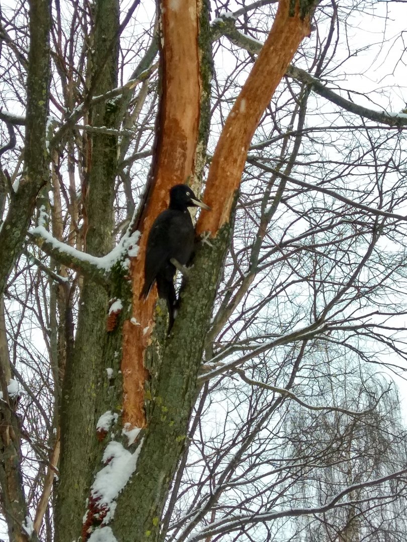 Black woodpecker