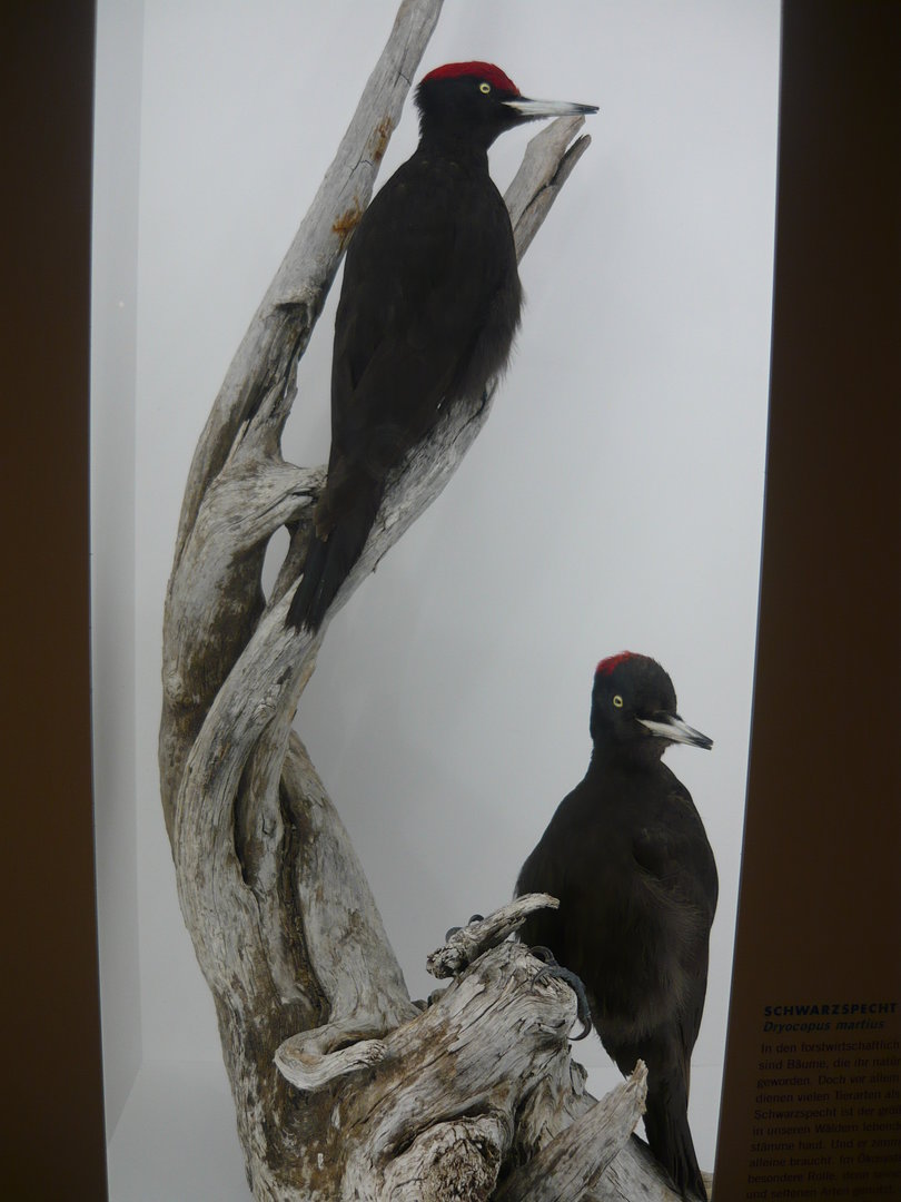 Black woodpeckers
