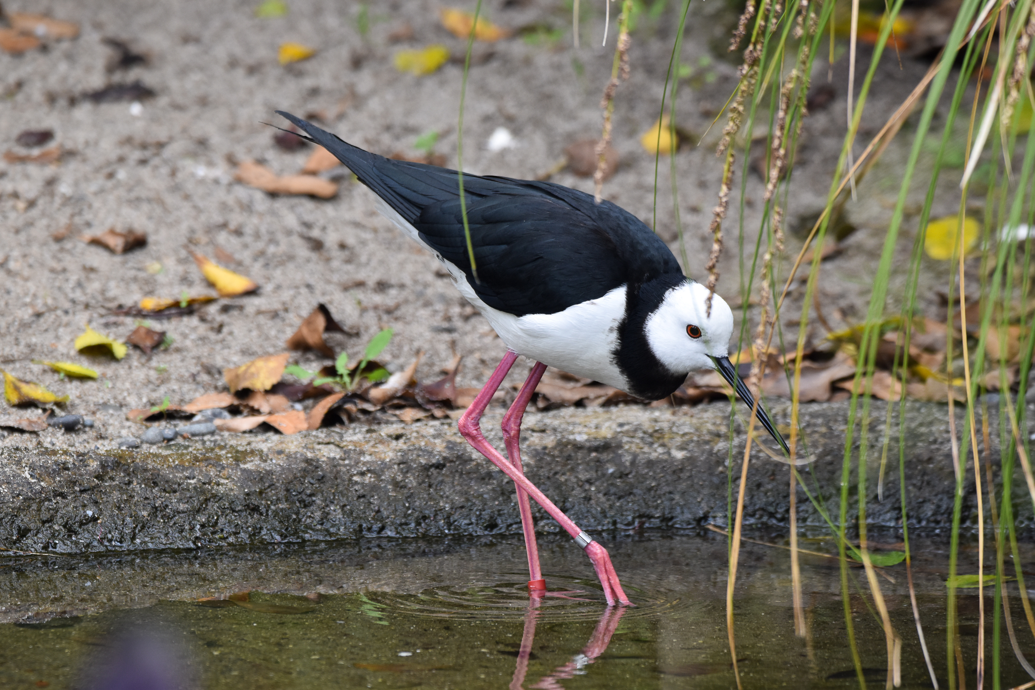 Black x Pied Stilt