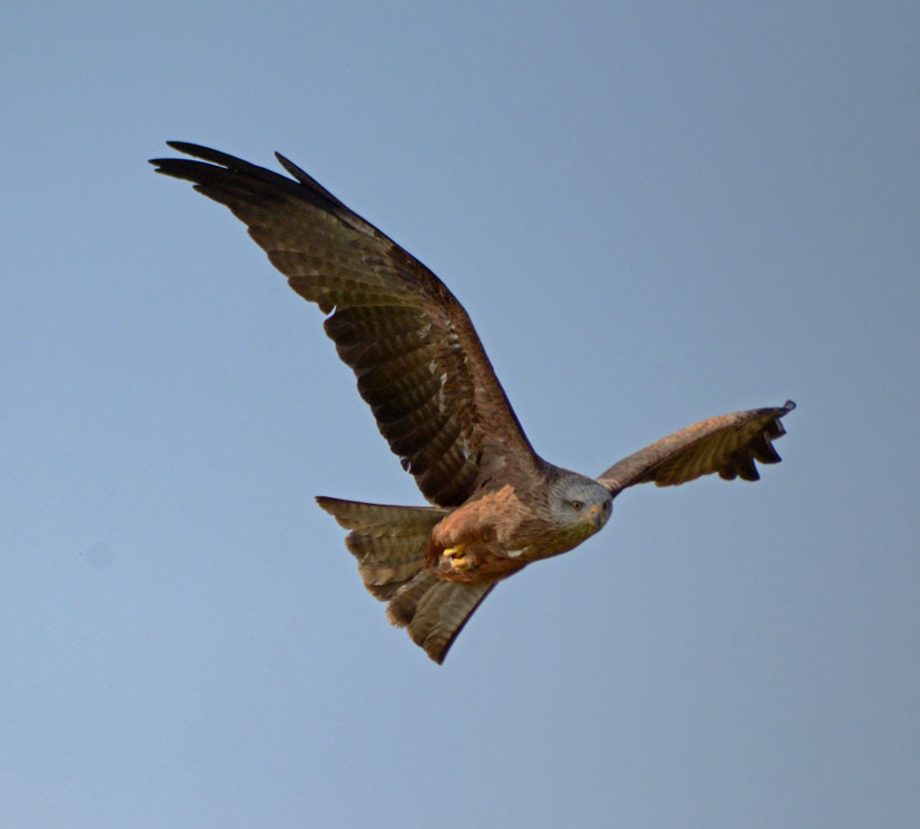 BLACK_KITE_-_HAWK_CON_07_04_2015_1898_