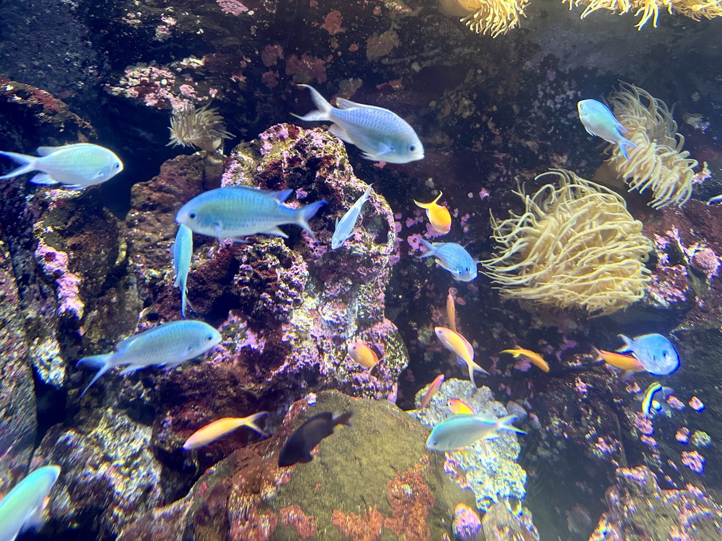 Blackaxil chromis (Chromis atripectoralis)