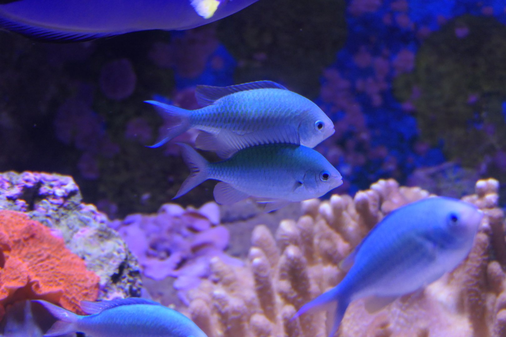 Blackaxil Chromis (Chromis atripectoralis)