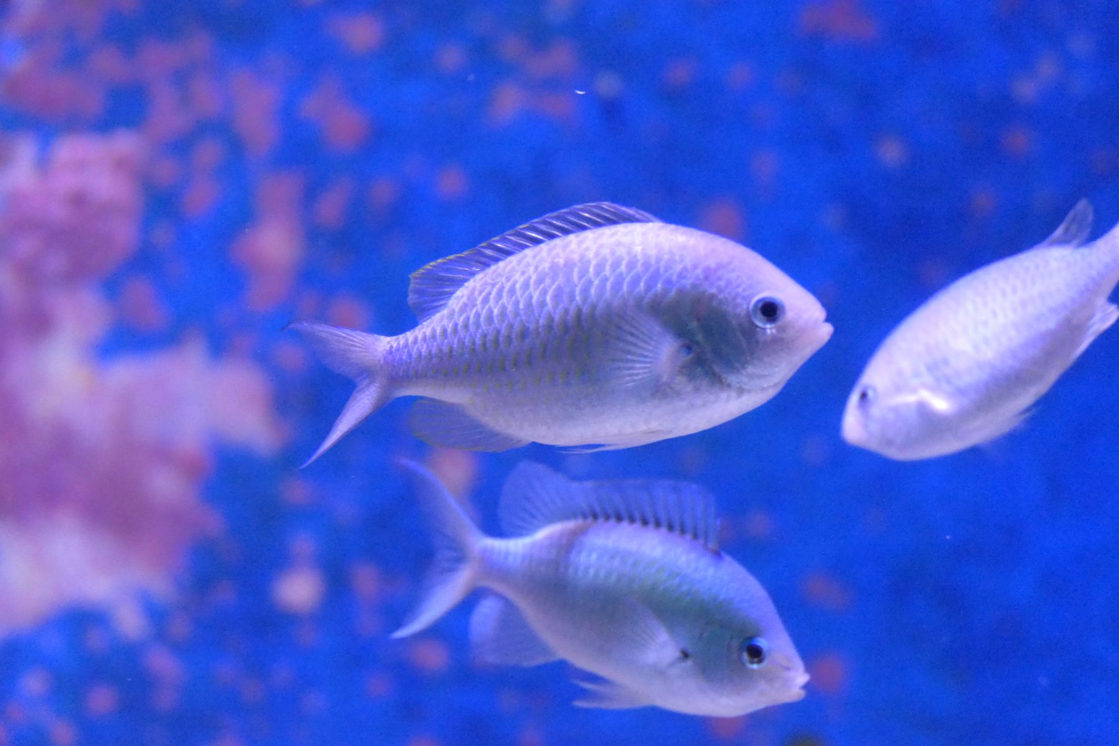 Blackaxil Chromis (Chromis atripectoralis)