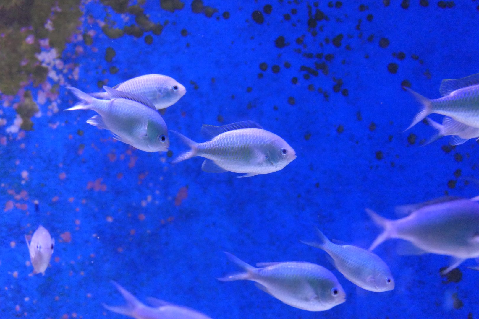 Blackaxil Chromis (Chromis atripectoralis)