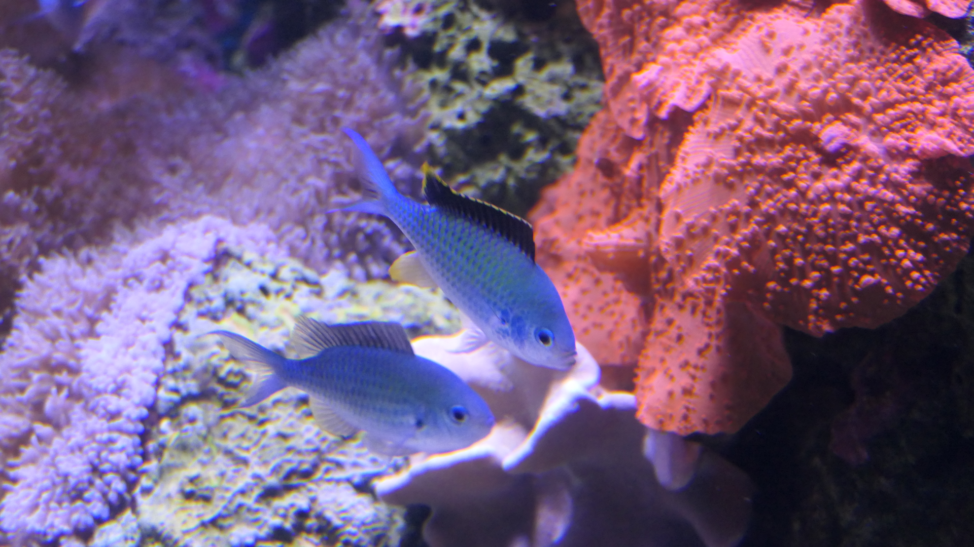 Blackaxil Chromis courting