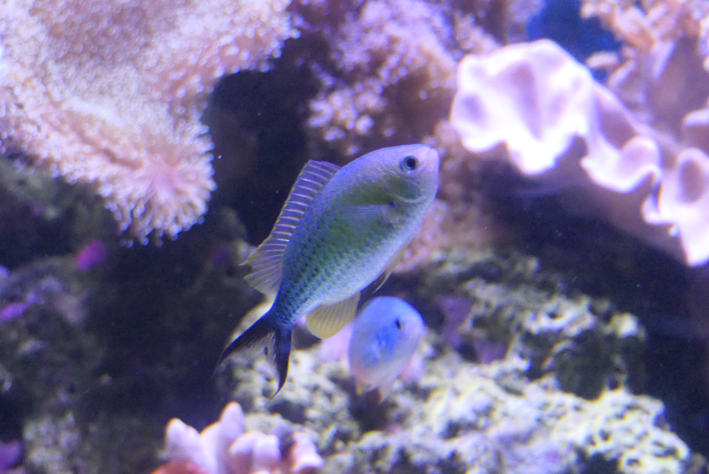 Blackaxil Chromis in breeding colouration
