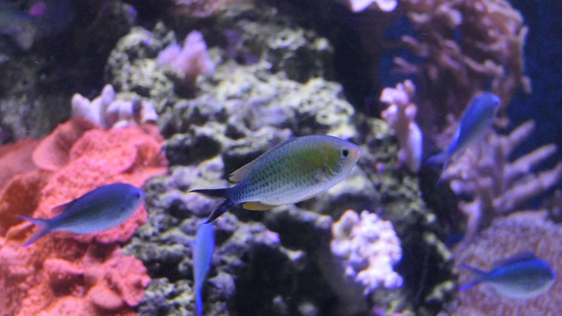 Blackaxil Chromis in breeding colouration