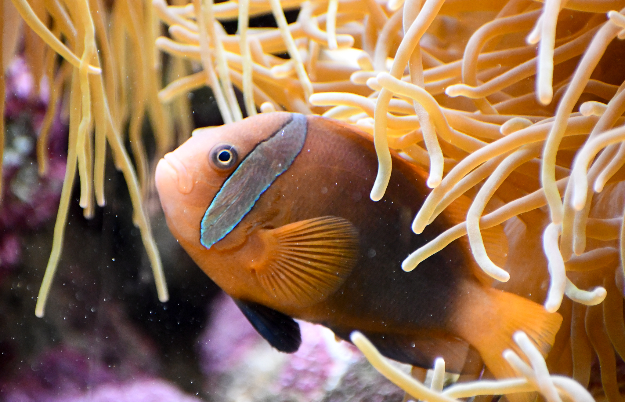 Blackback Anemonefish