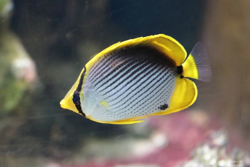 Blackback Butterflyfish (Chaetodon melannotus)