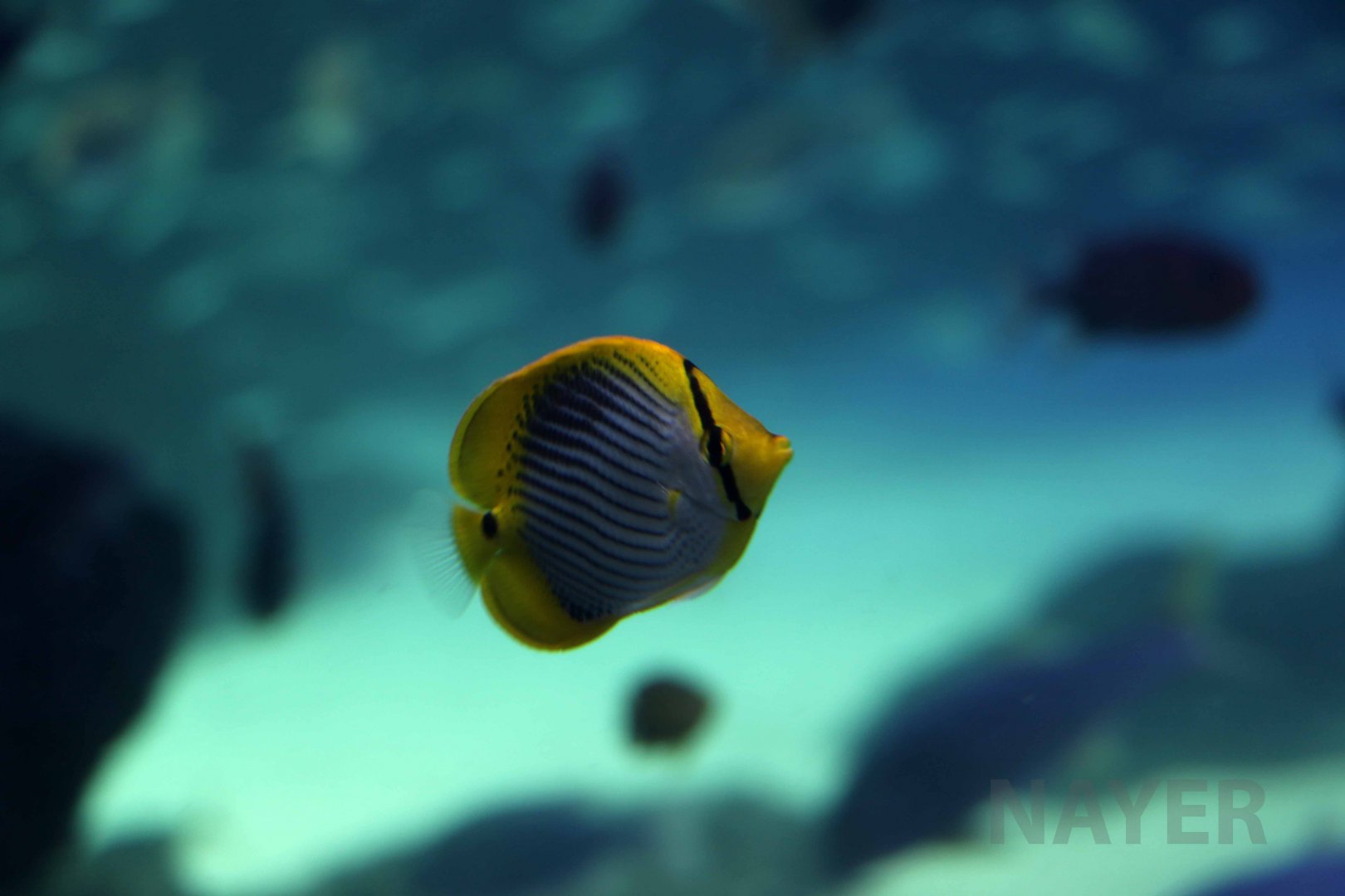 Blackback butterflyfish, October 2017