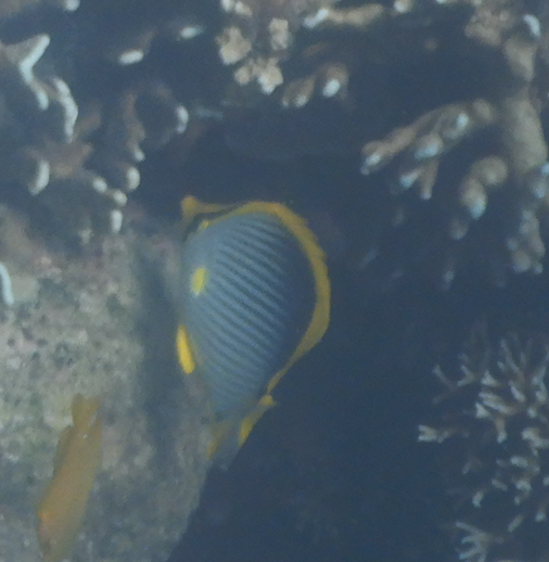 Blackback Butterflyfish