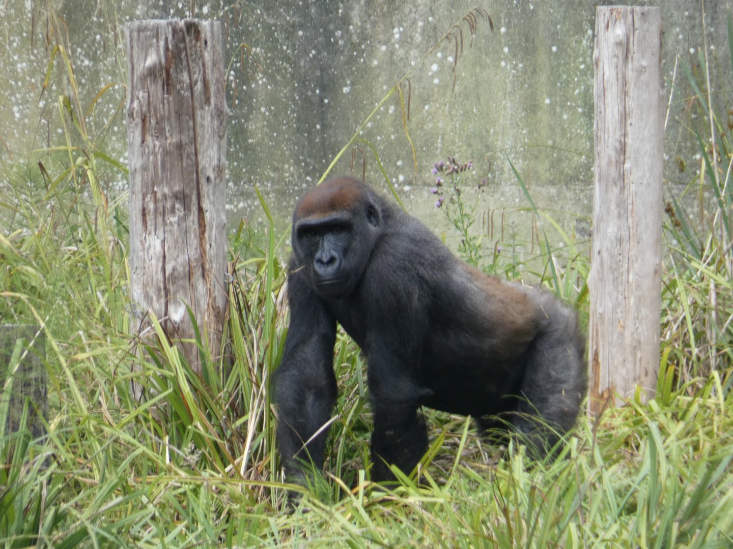Blackback Western Lowland Gorilla