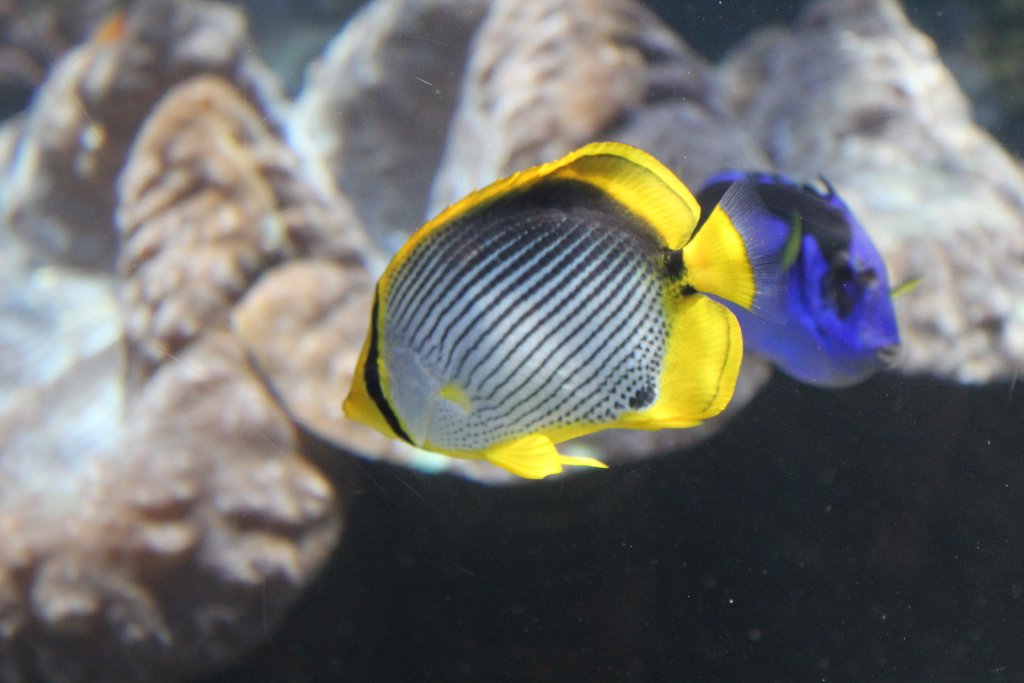 Blackbacked Butterflyfish (Chaetodon melannotus)