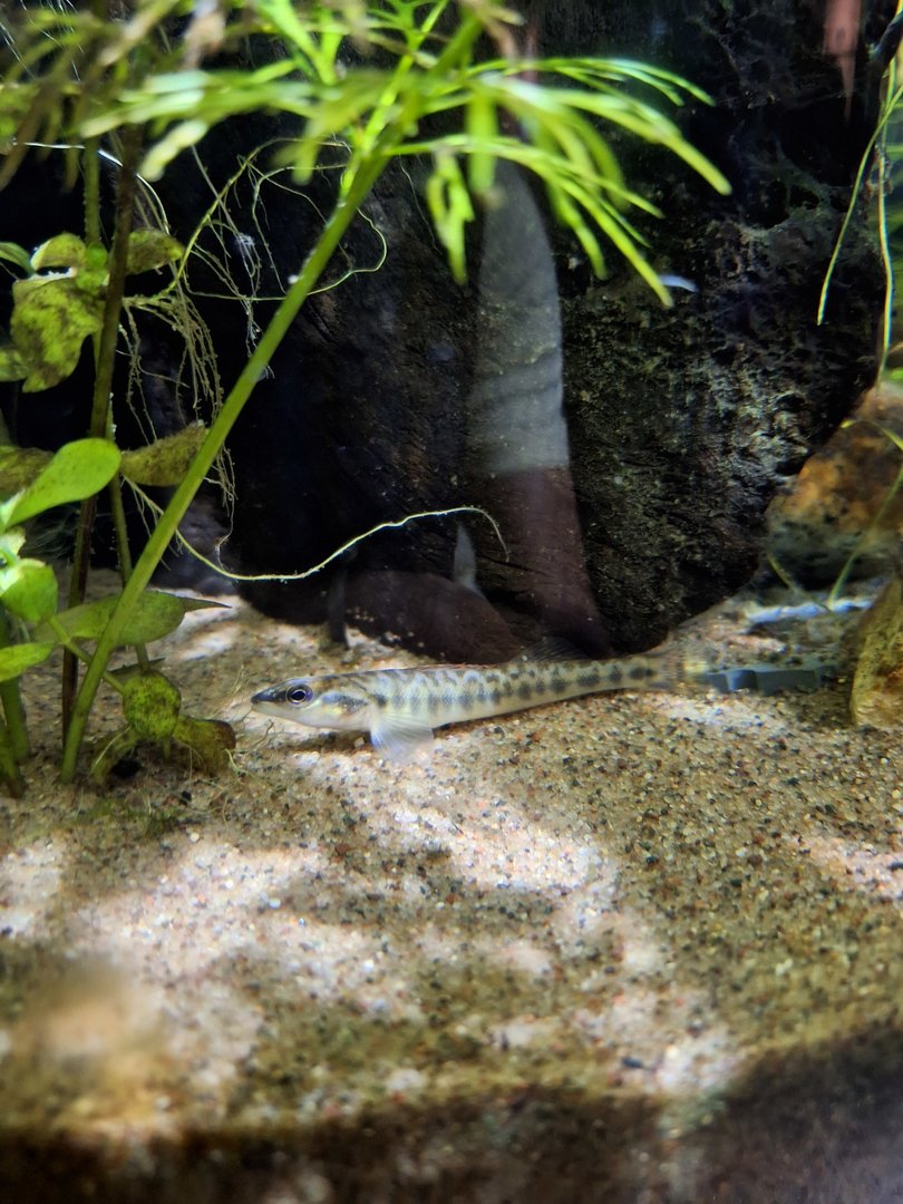 Blackbanded Darter (Percina nigrofasciata)