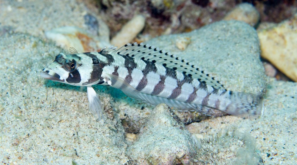 Blackbanded Grubfish