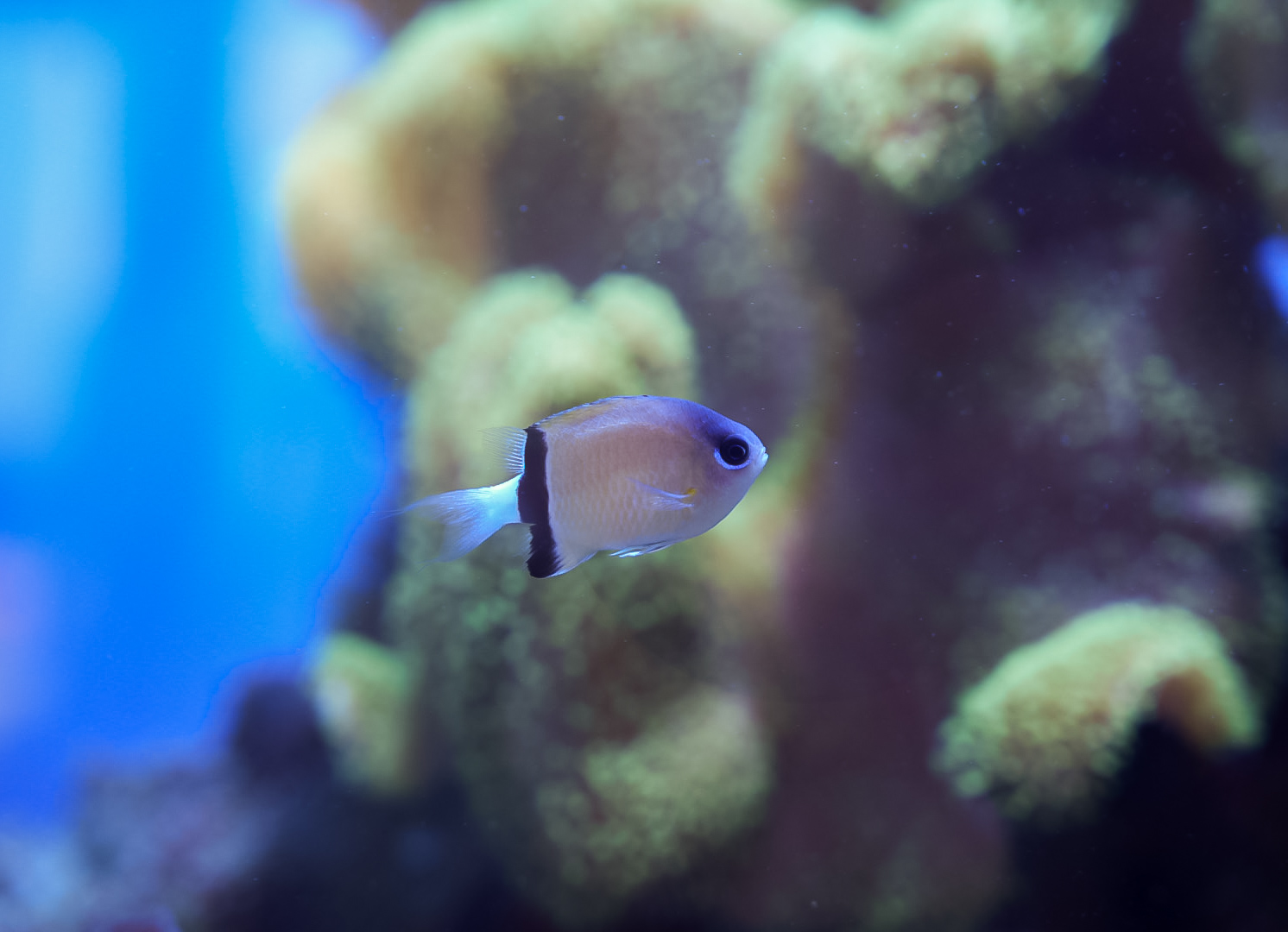 Blackbar Chromis