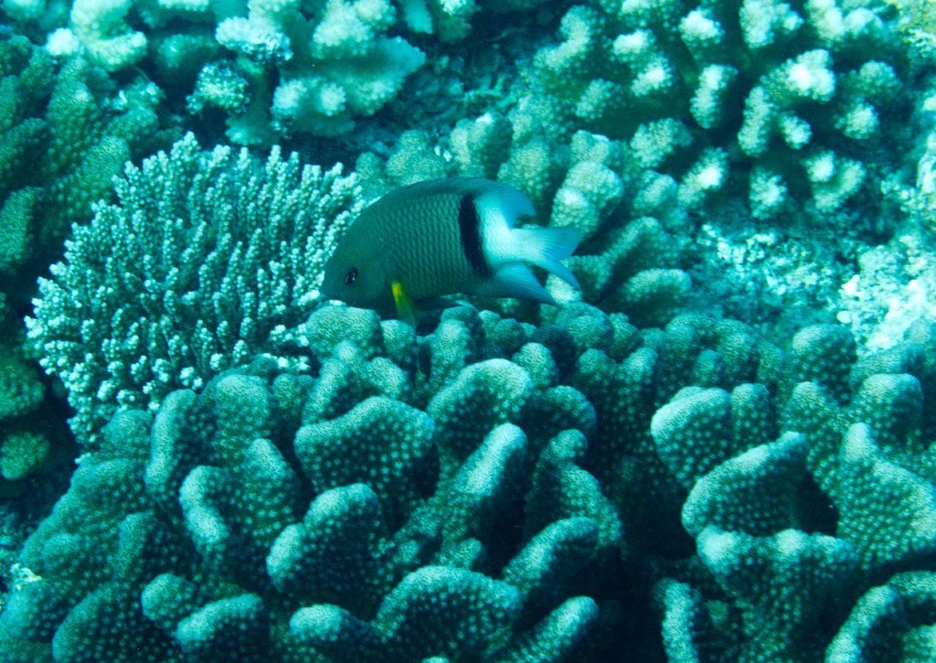 Blackbar Damsel (Plectroglyphididon dickii)