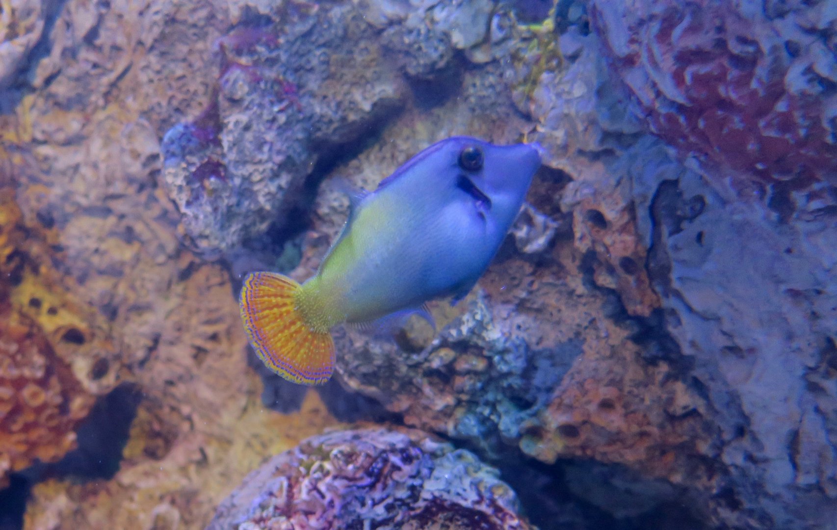 Blackbar Filefish (Pervagor janthinisoma)
