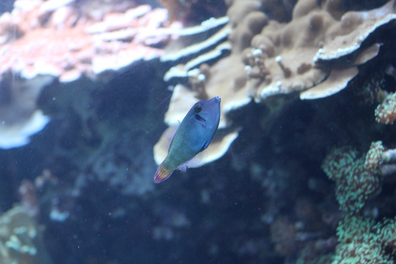 Blackbar Filefish