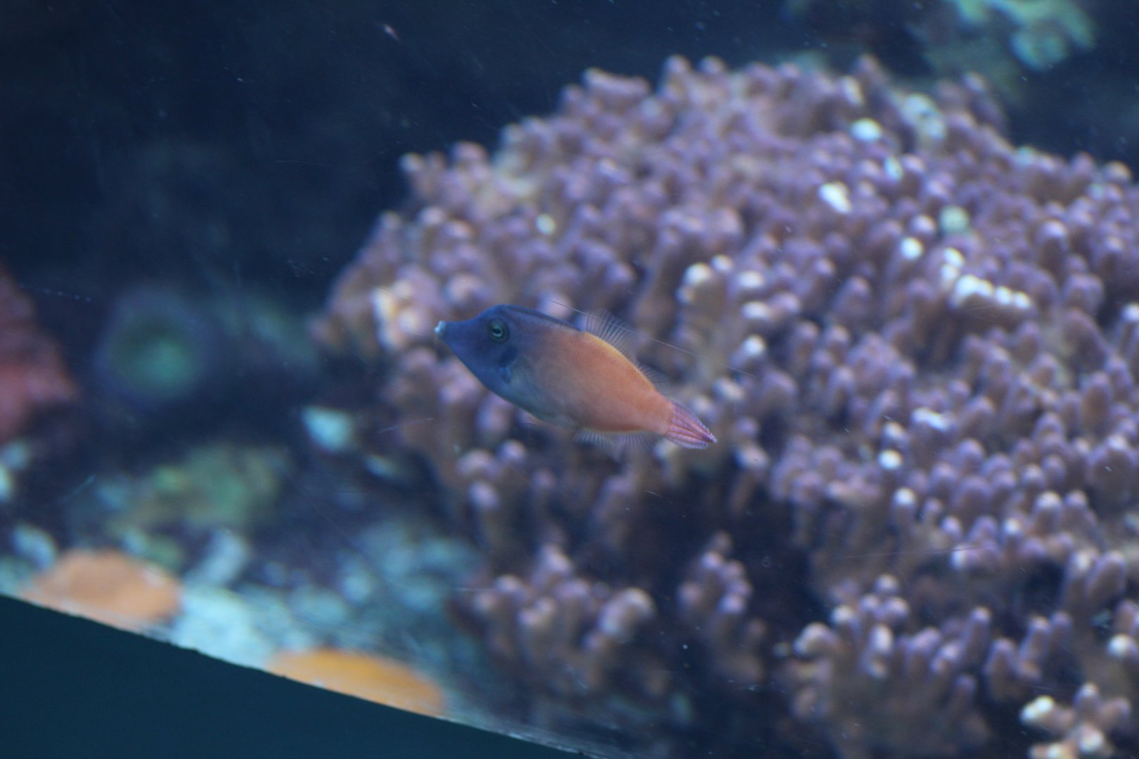 Blackbar Filefish