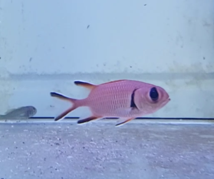 Blackbar soldierfish -  Myripristis jacobus