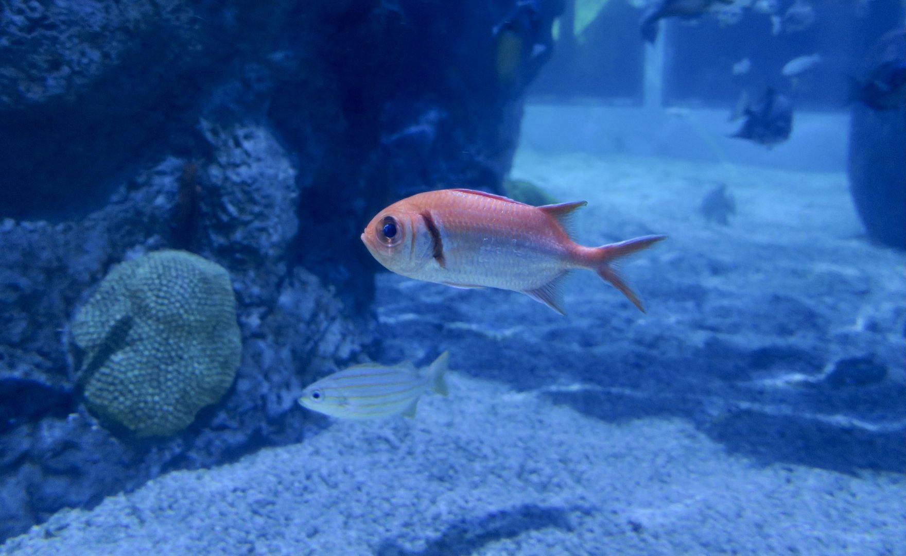 Blackbar Soldierfish (Myripristis jacobus)