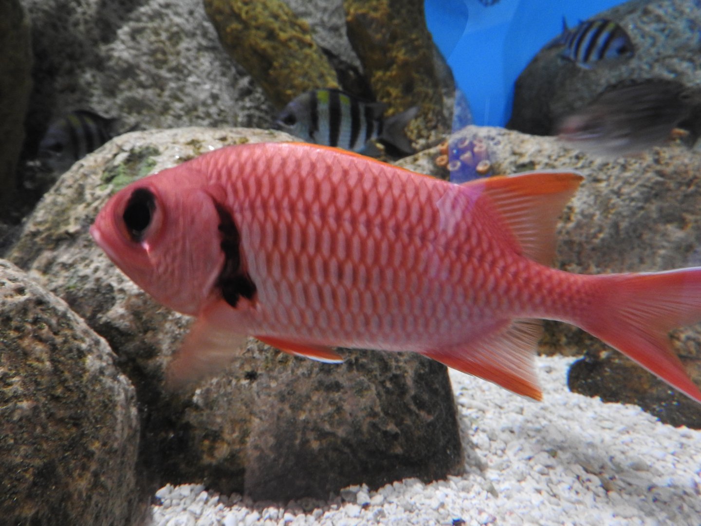 Blackbar Soldierfish