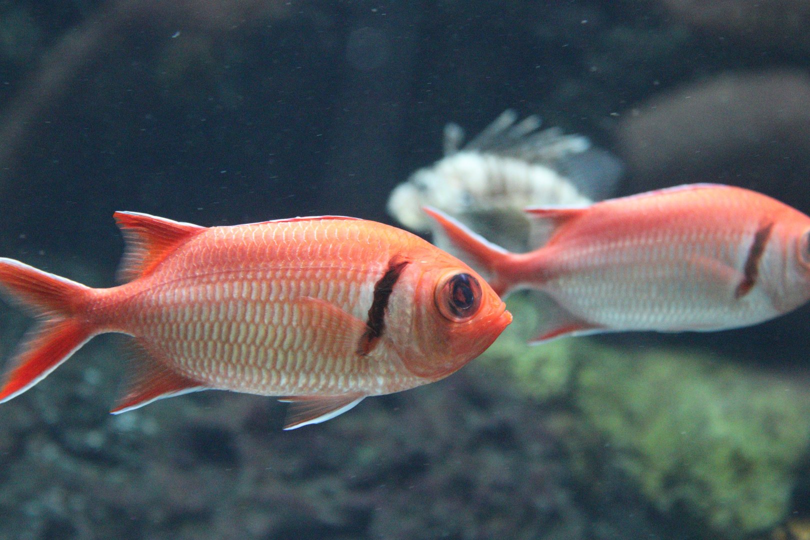 Blackbar Soldierfish
