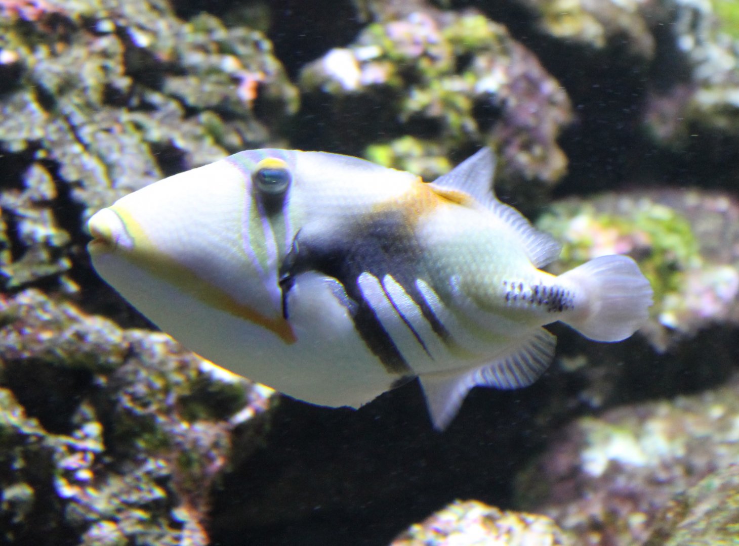 Blackbar triggerfish - Rhinecanthus aculeatus